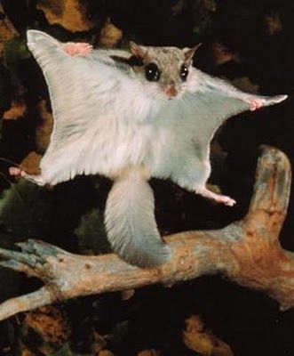 Discovering the Namdapha Flying Squirrel